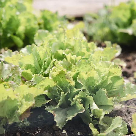 La Rondinella בית נופש *