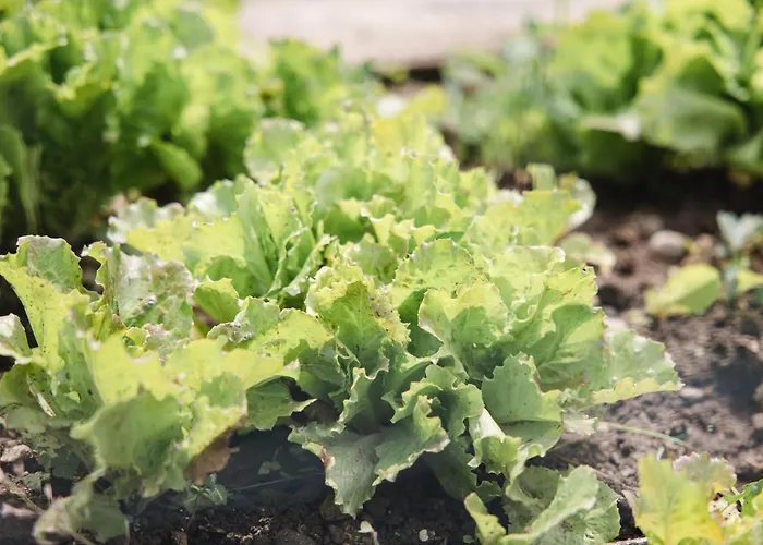 La Rondinella Дом отдыха *