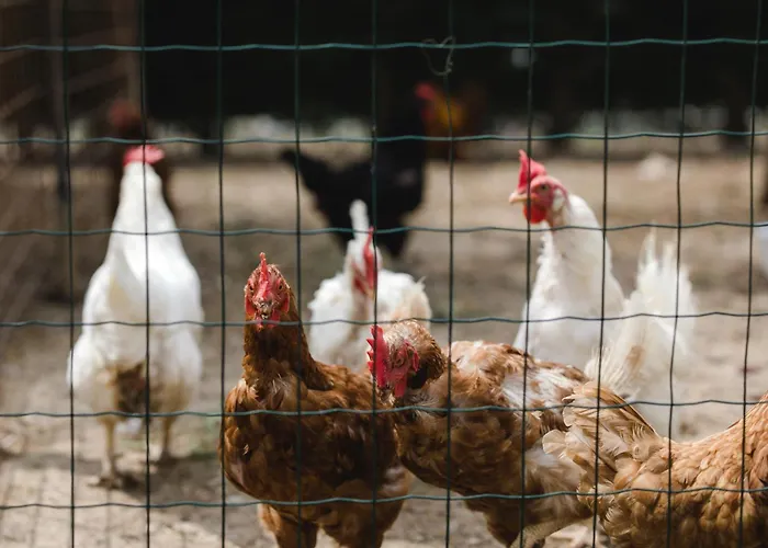 Tatil Evi La Rondinella *